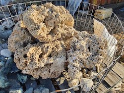 Купить Морской камень (корал)
